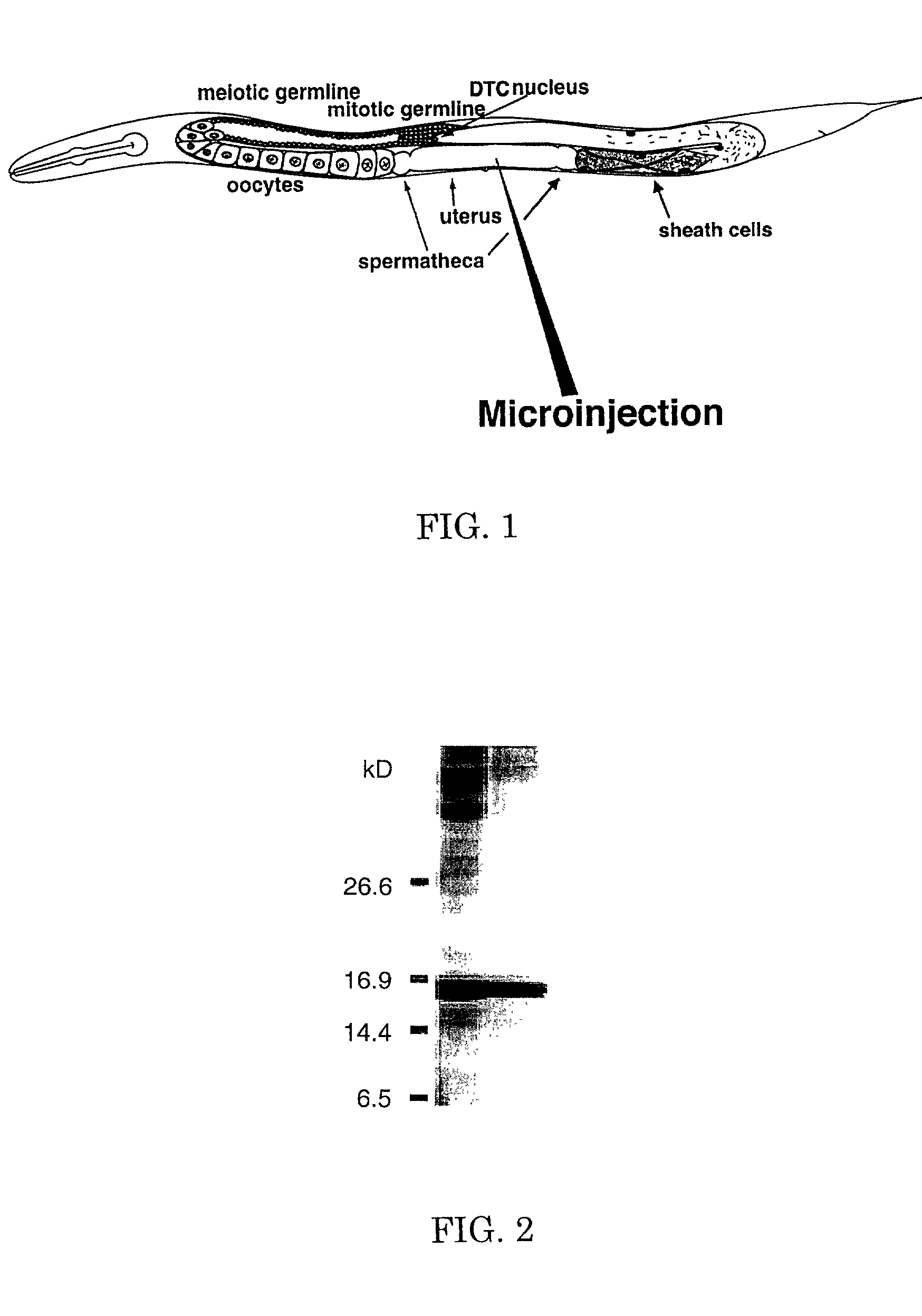 Compositions and methods of nematode control