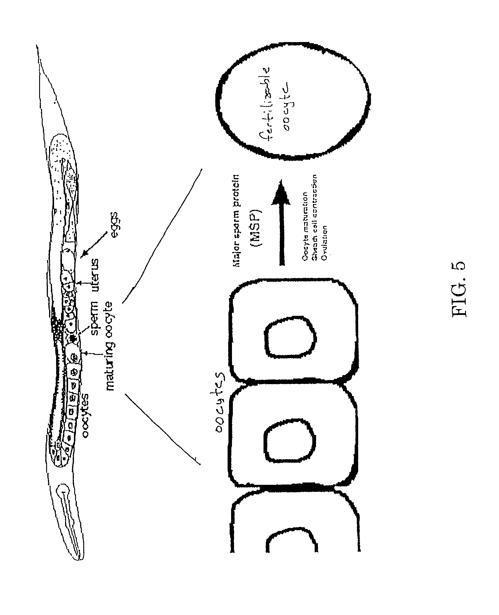 Compositions and methods of nematode control