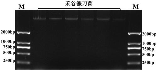 Genomic DNA extraction kit and method