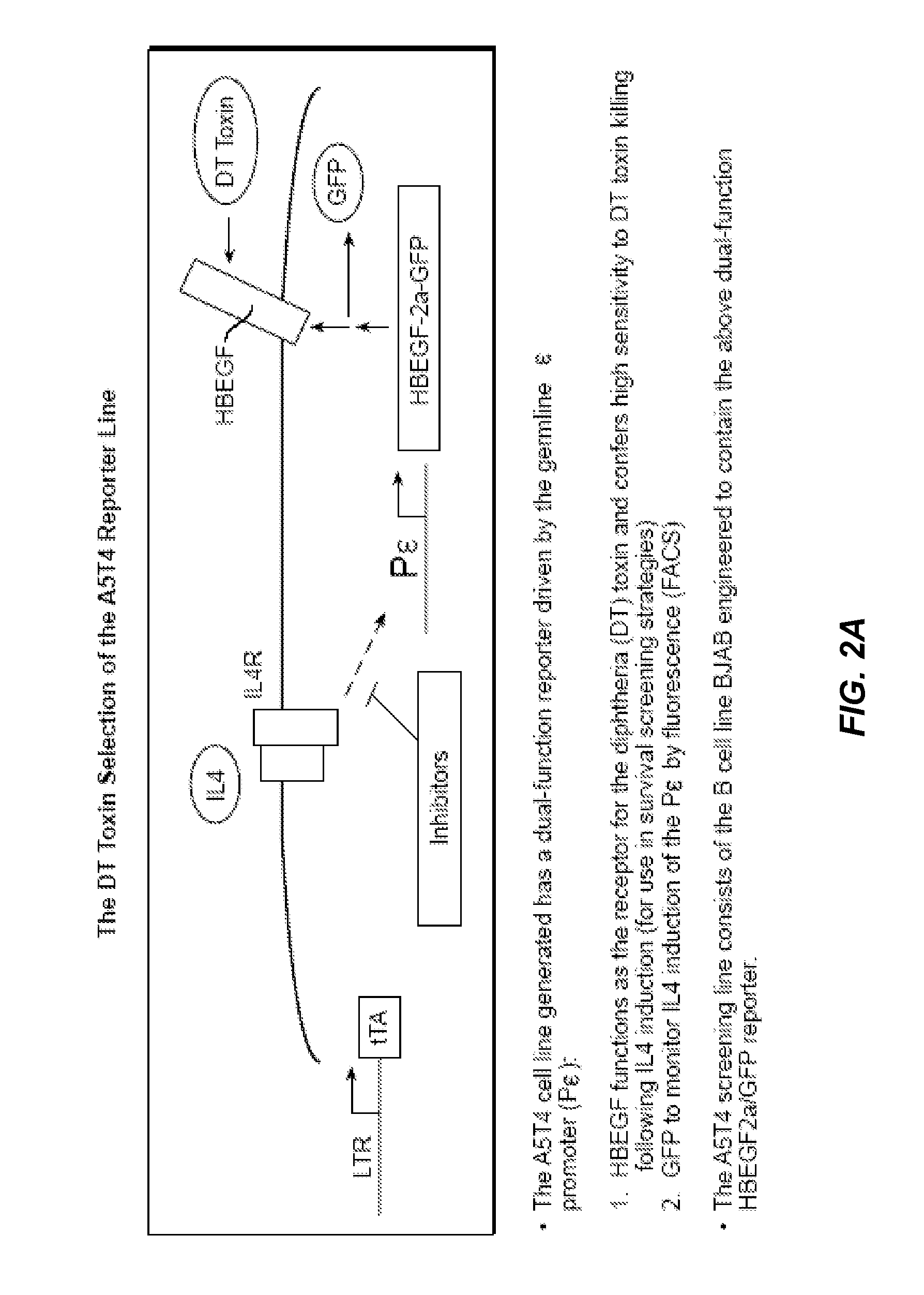 Methods of Identifying Compounds that Modulate IL-4 Receptor-Mediated IgE Synthesis Utilizing an Adenosine Kinase