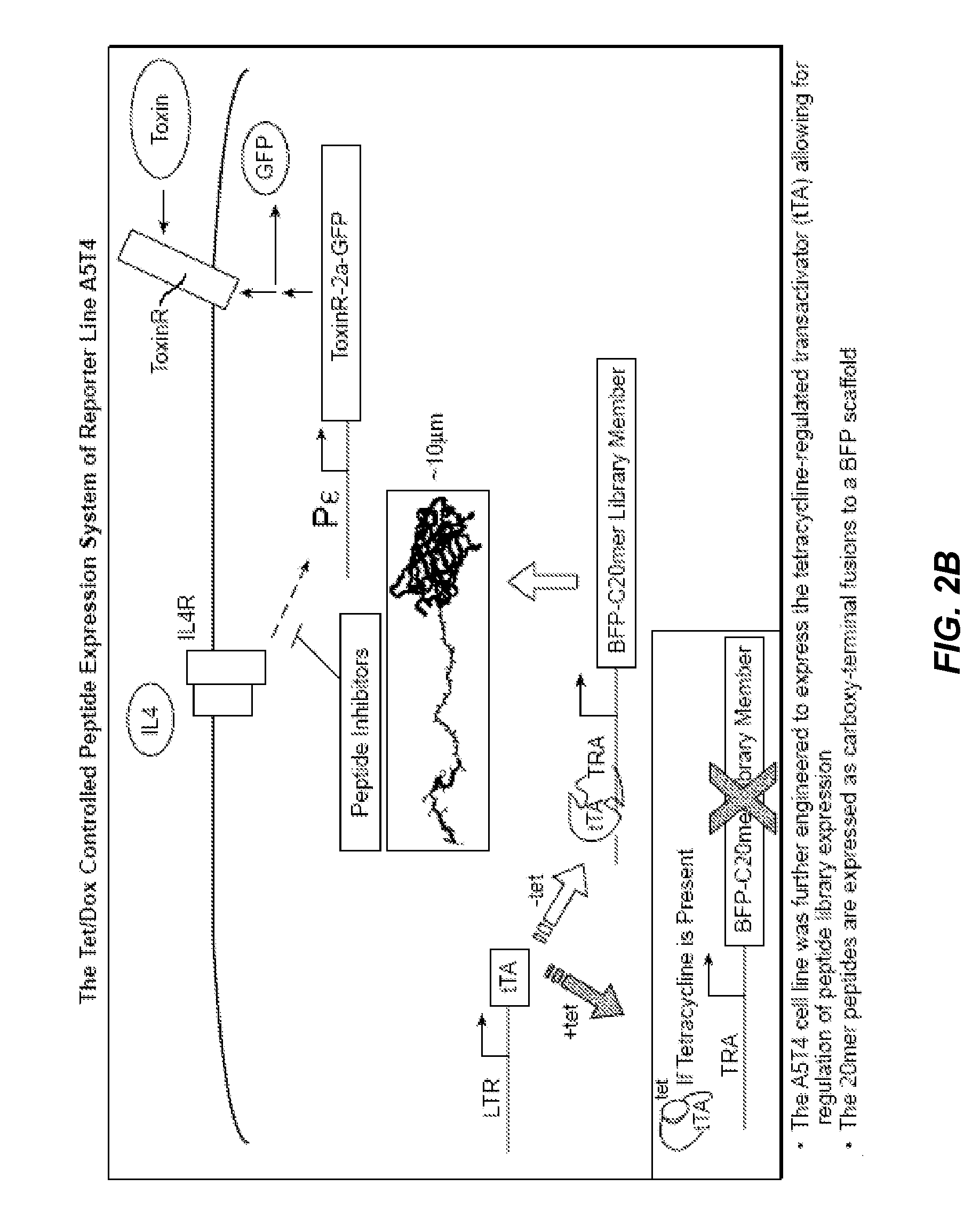 Methods of Identifying Compounds that Modulate IL-4 Receptor-Mediated IgE Synthesis Utilizing an Adenosine Kinase