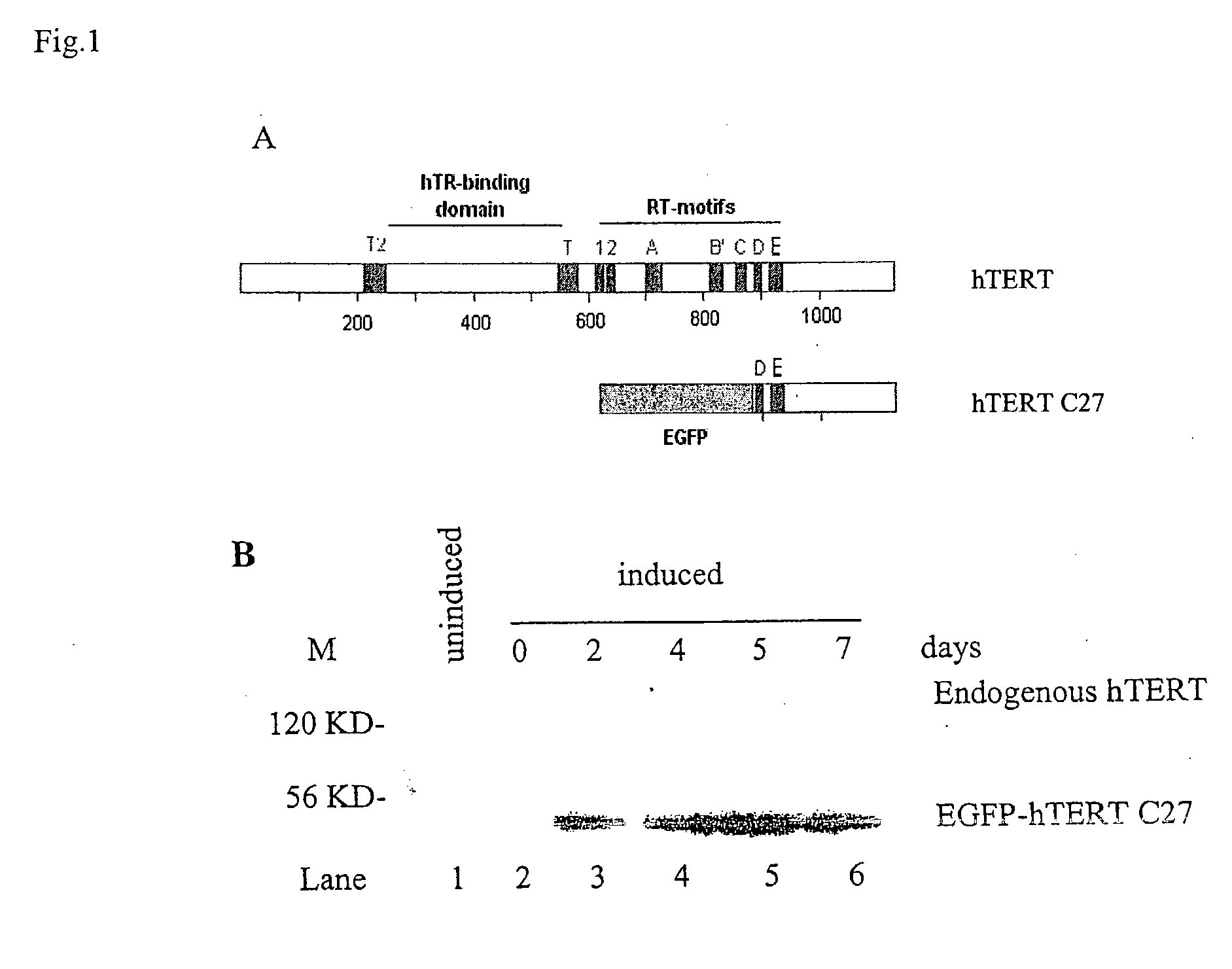 Telomerase reverse transcriptase fragments and uses thereof