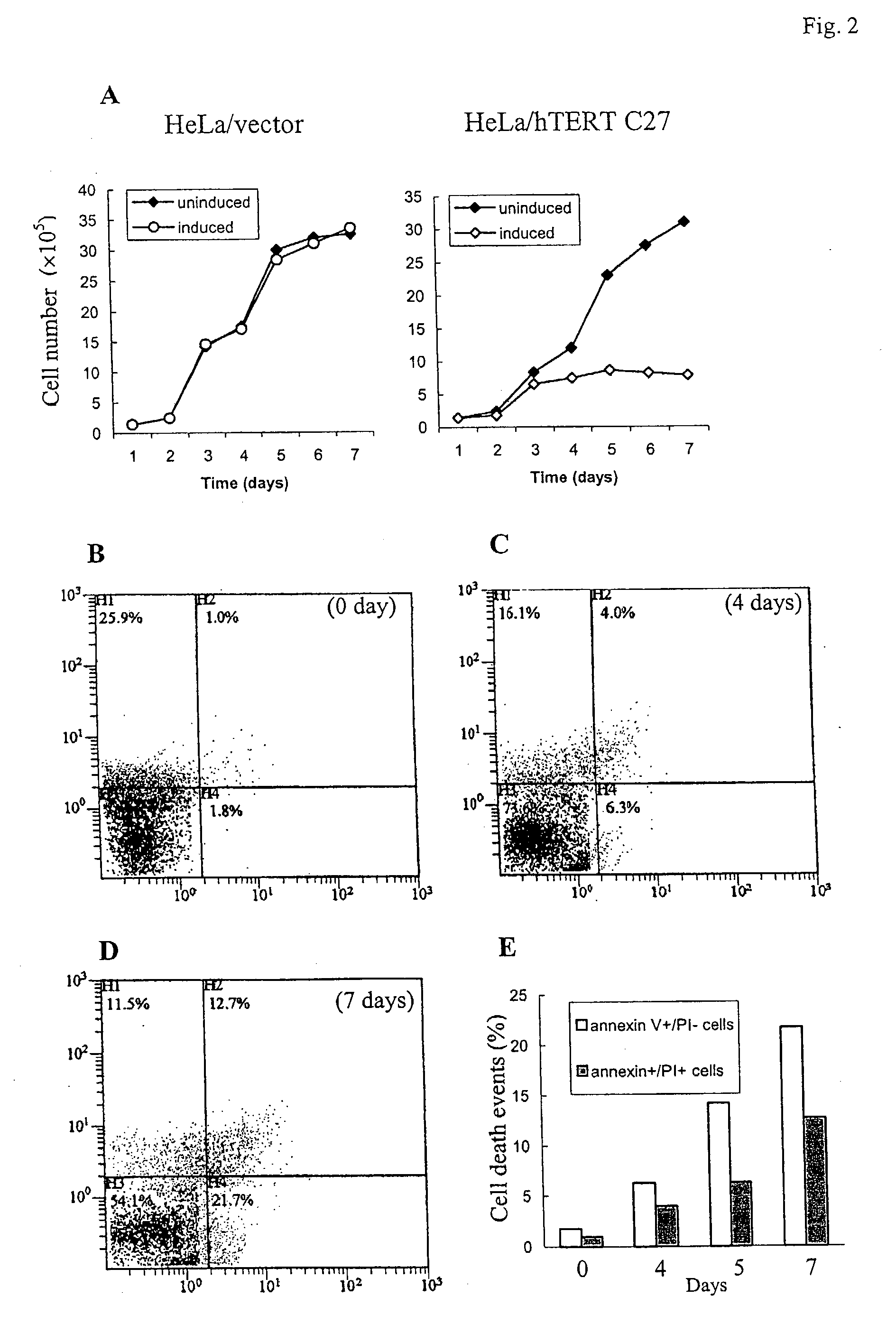 Telomerase reverse transcriptase fragments and uses thereof