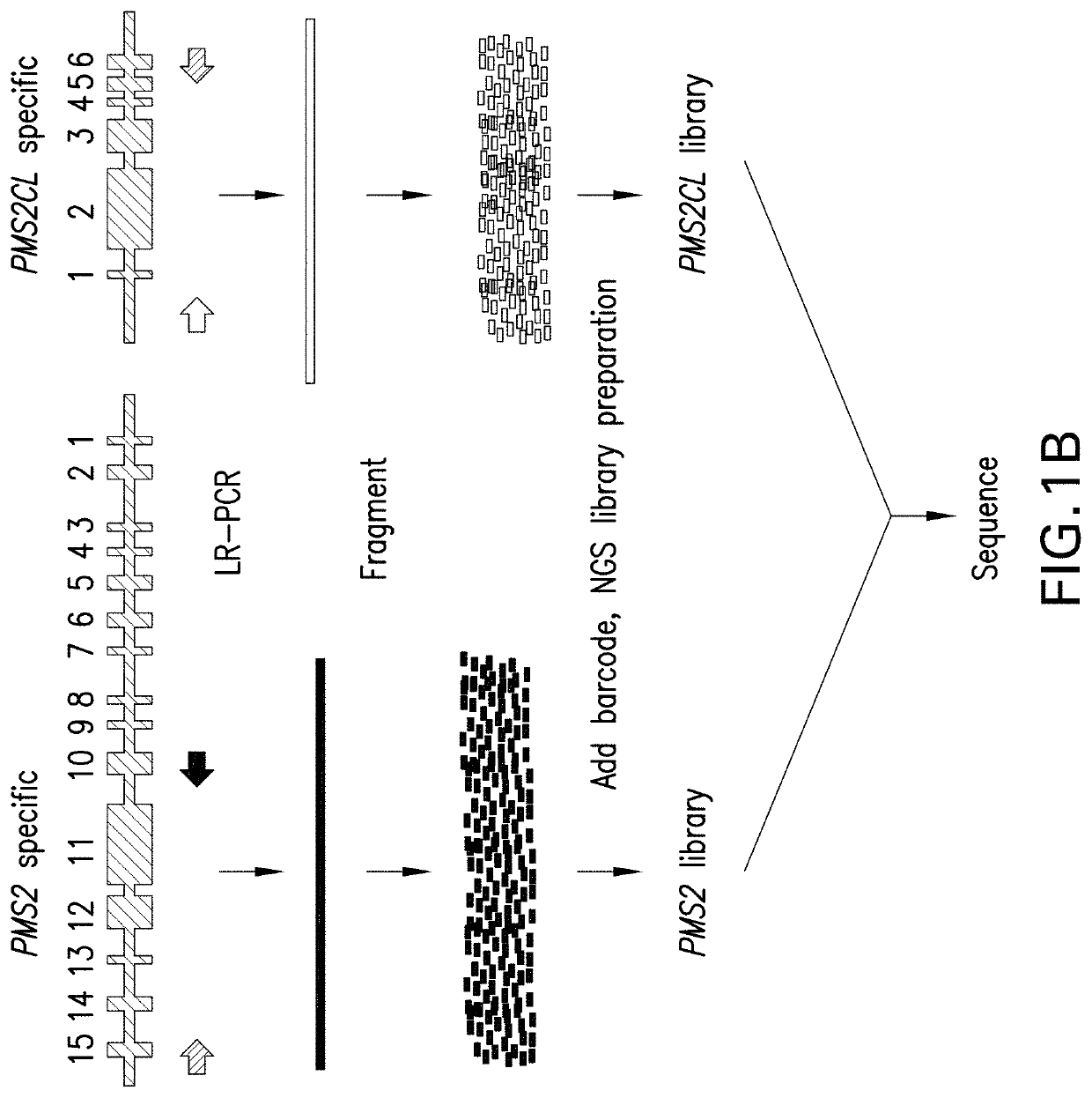 Method for detecting genetic variation in highly homologous sequences by independent alignment and pairing of sequence reads