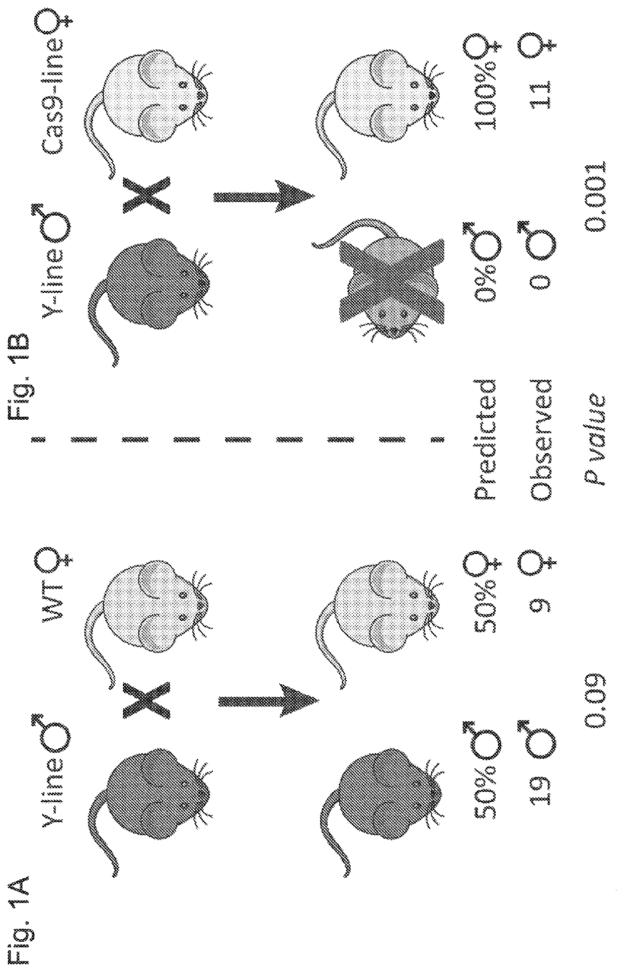 Transgenic eukaryotic organisms and methods for gender selection