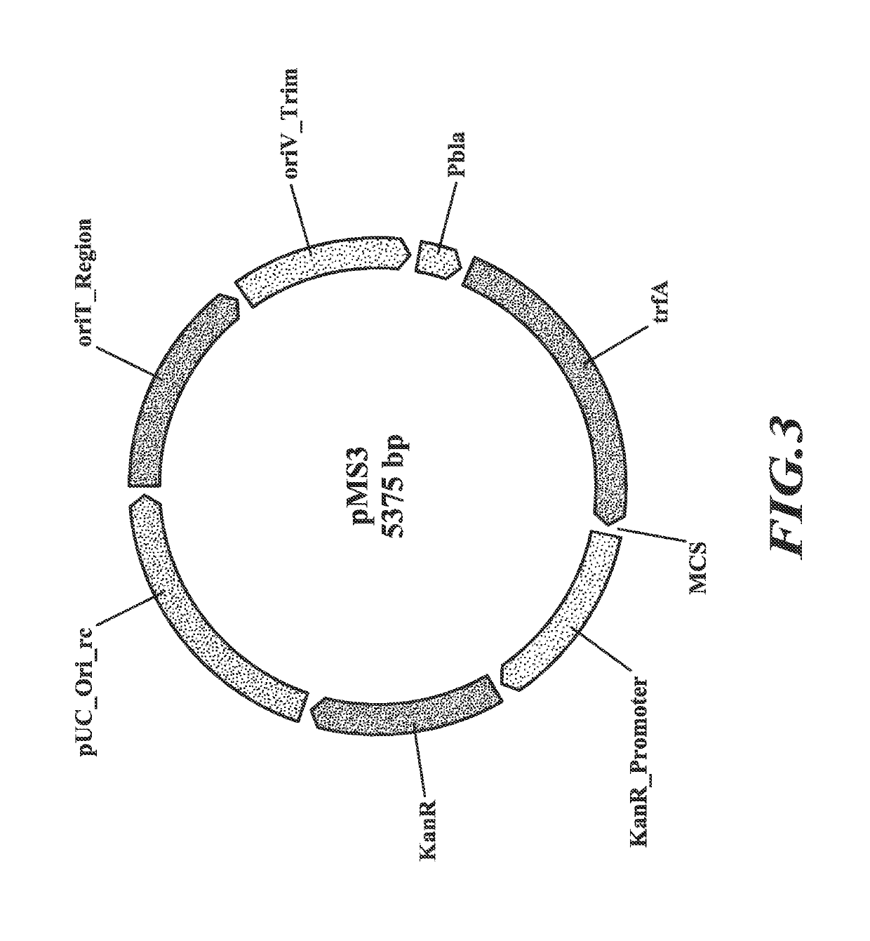 Compositions and methods for biological production of lactate from C<sub>1 </sub>compounds using lactate dehydrogenase transformants