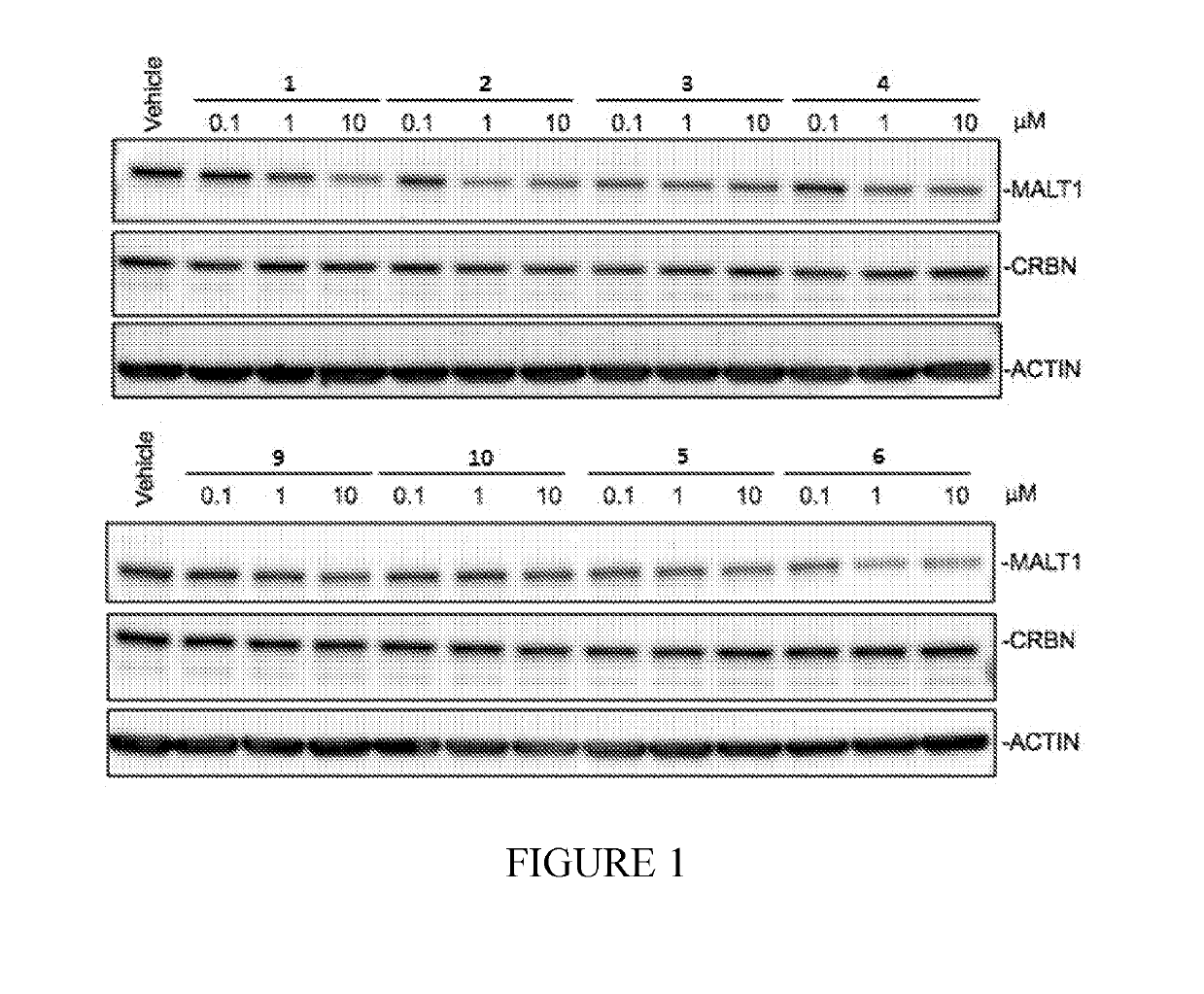 Compounds for malt1 degradation