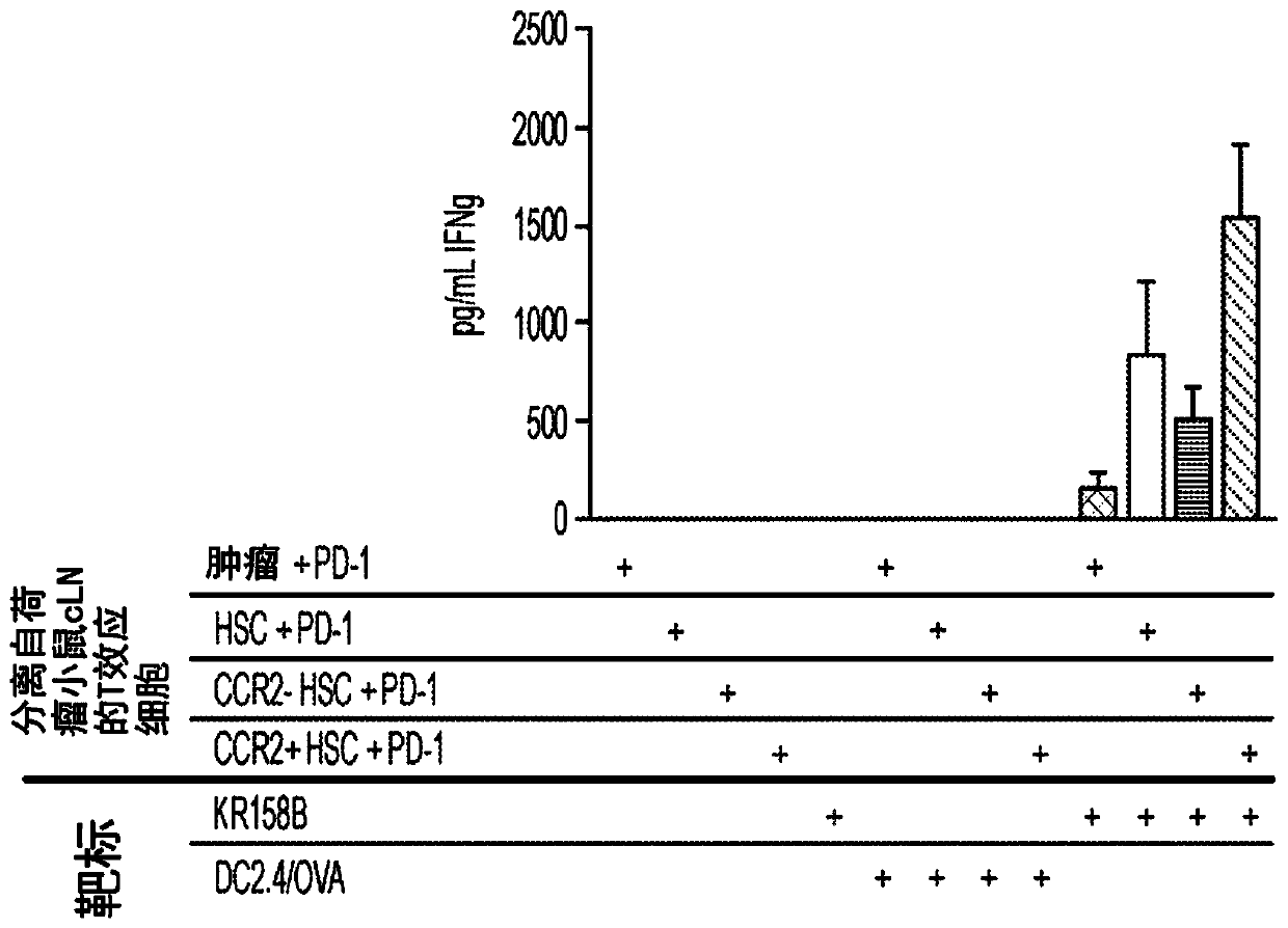 Ccr2+hematopoietic stem cells mediate t cell activation in adoptive cell therapy