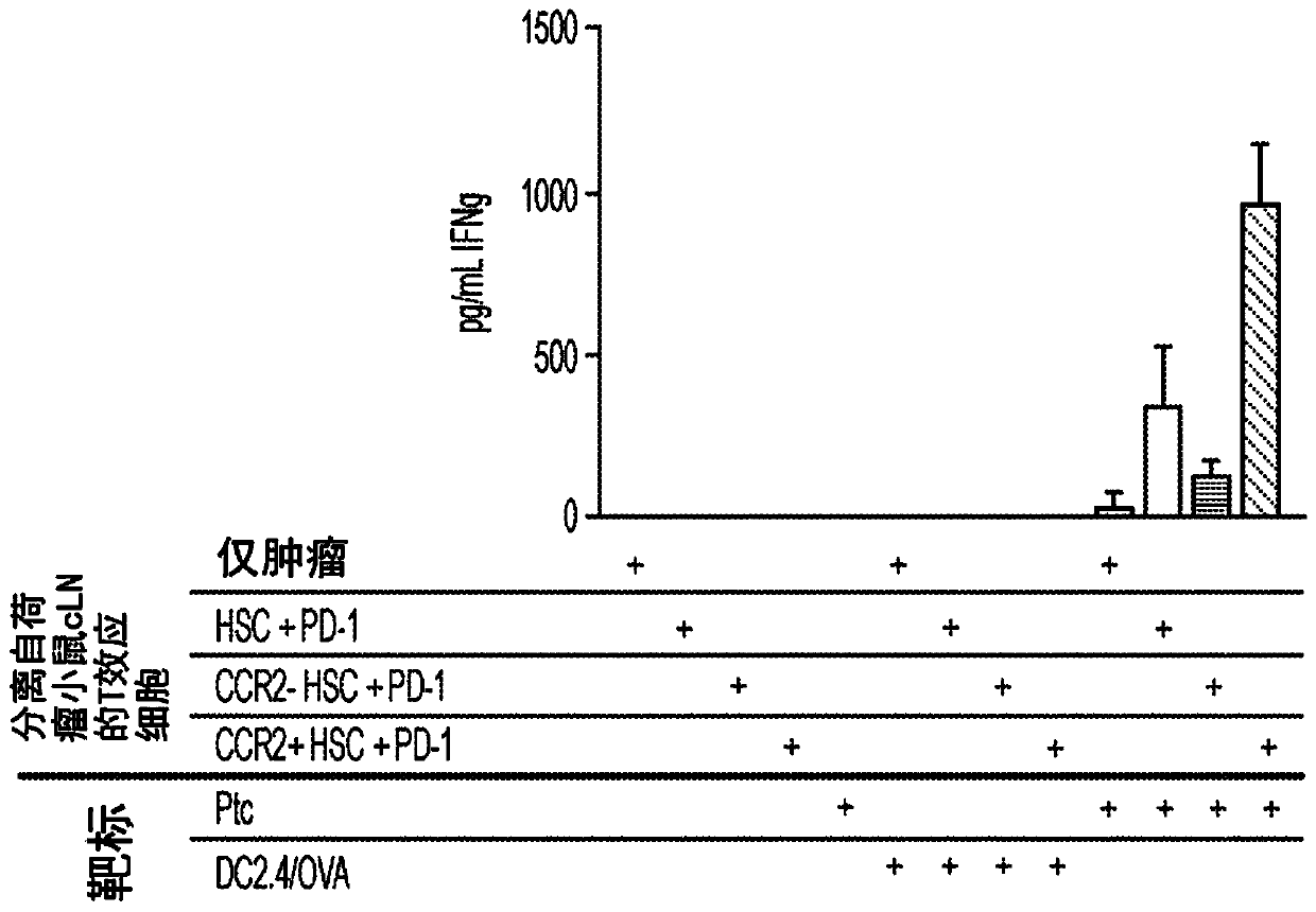 Ccr2+hematopoietic stem cells mediate t cell activation in adoptive cell therapy