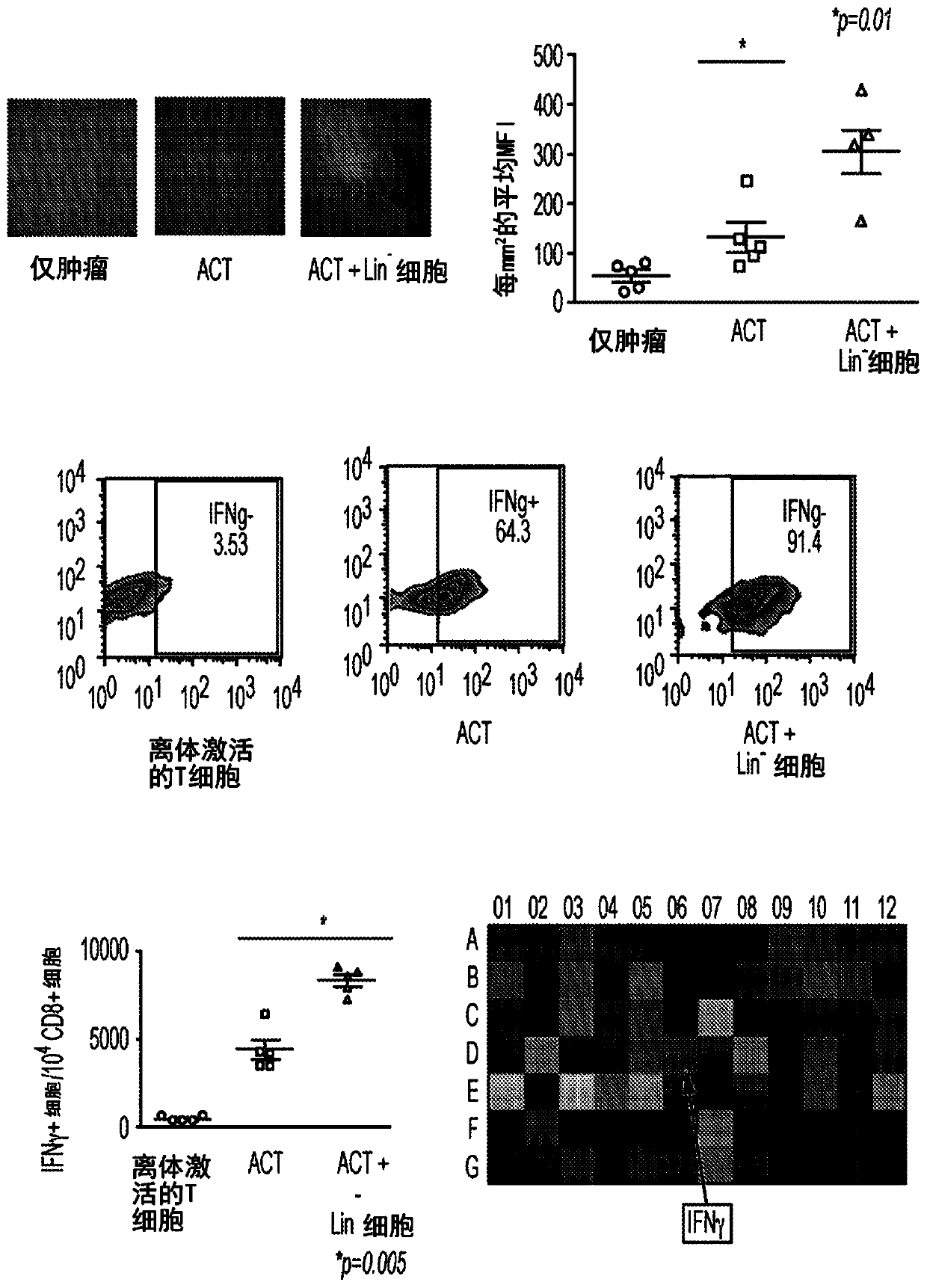 Ccr2+hematopoietic stem cells mediate t cell activation in adoptive cell therapy