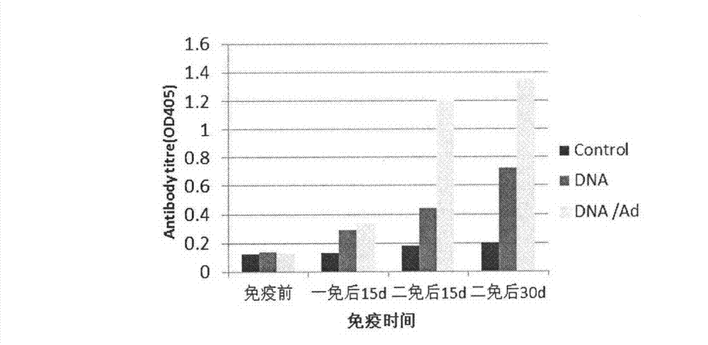 Brucella deoxyribonucleic acid (DNA) vaccine as well as construction method and application thereof