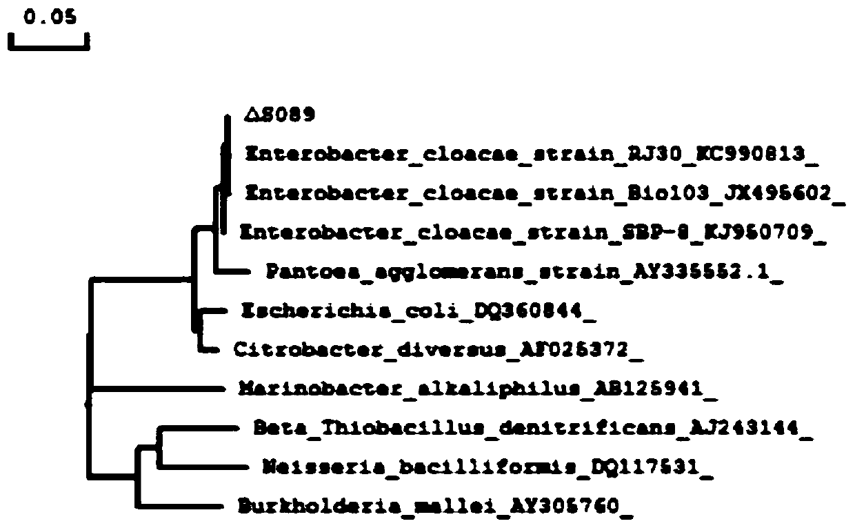 Anaerobic electrogenesis strain capable of degrading phenol and application thereof