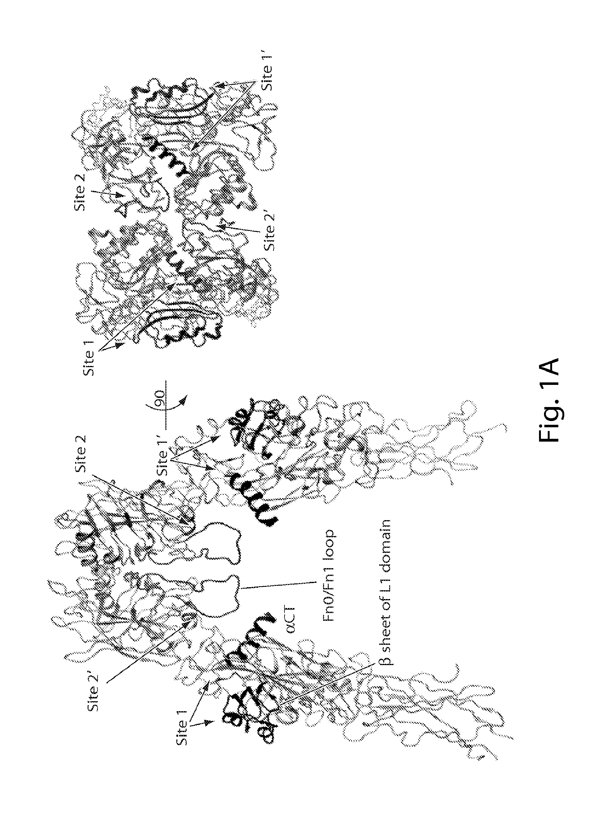 Stabilized polypeptide insulin receptor modulators