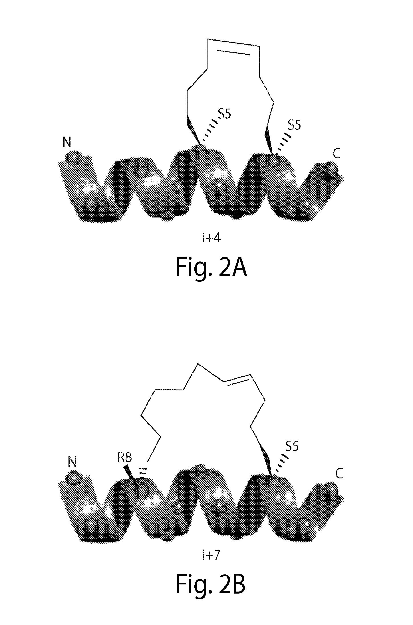 Stabilized polypeptide insulin receptor modulators