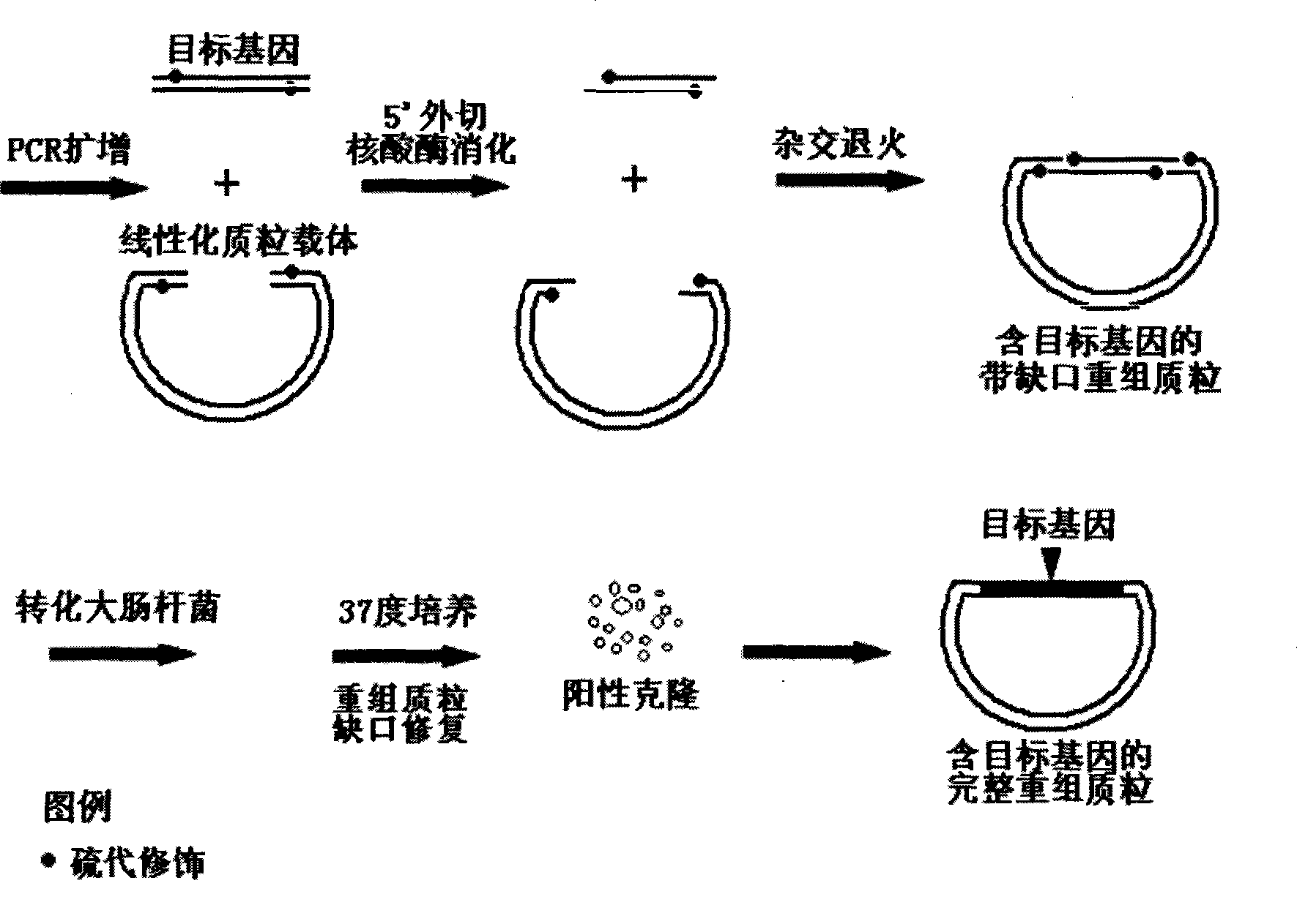 Ligase independent gene cloning process based on thio-modification