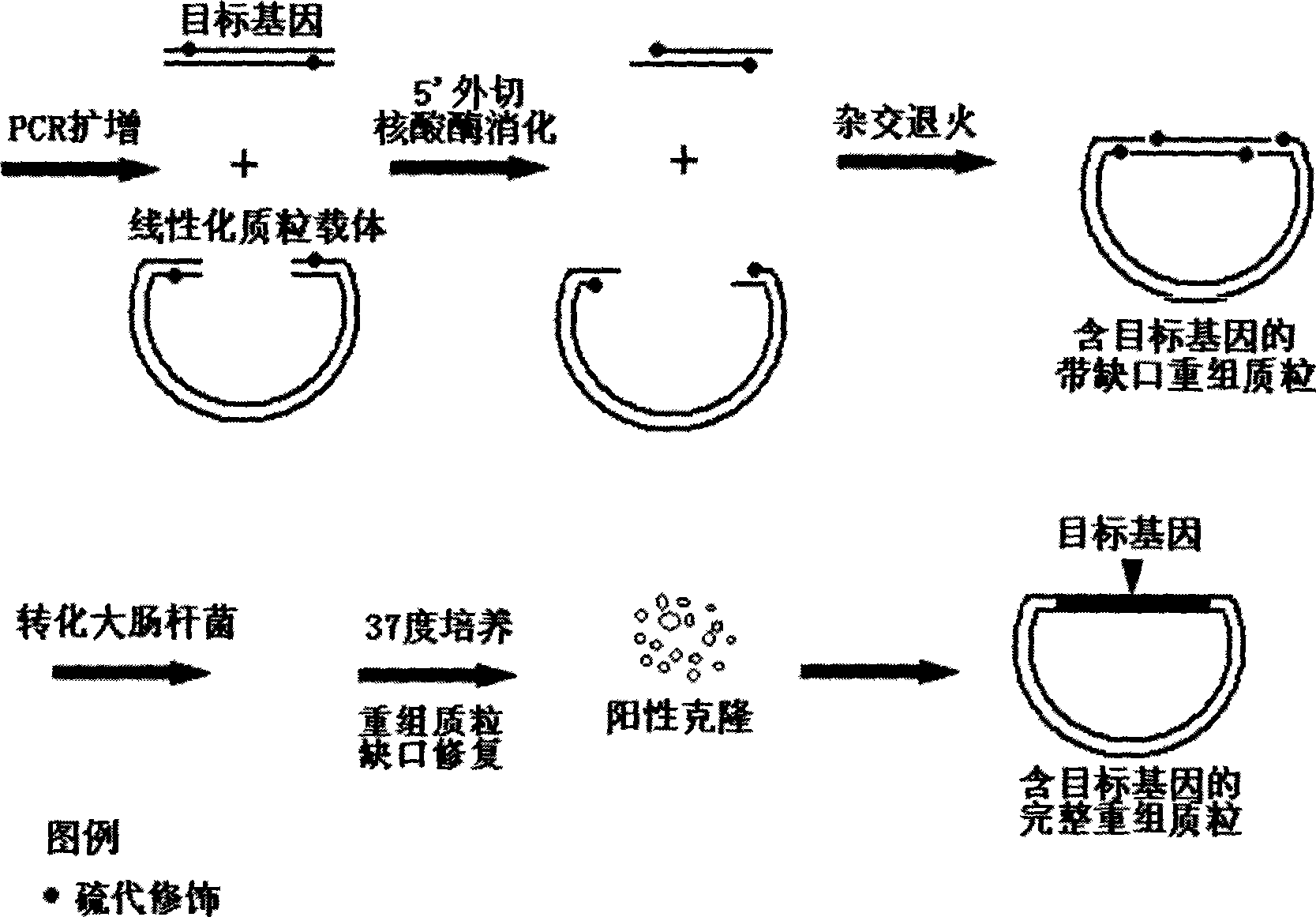 Ligase independent gene cloning process based on thio-modification