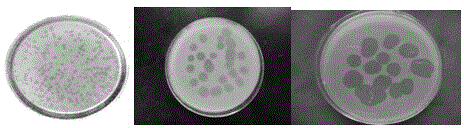 Screening method of pseudomonas solanacearum bacteriophage resource