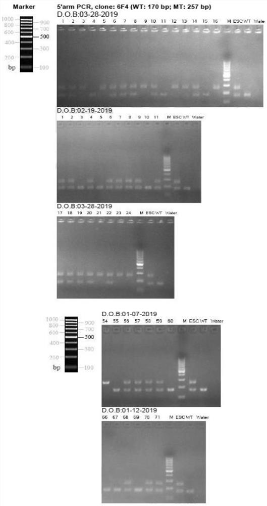 Breeding method of kidney podocyte-specific knockout lncRNA DLX6-os1 transgenic mice