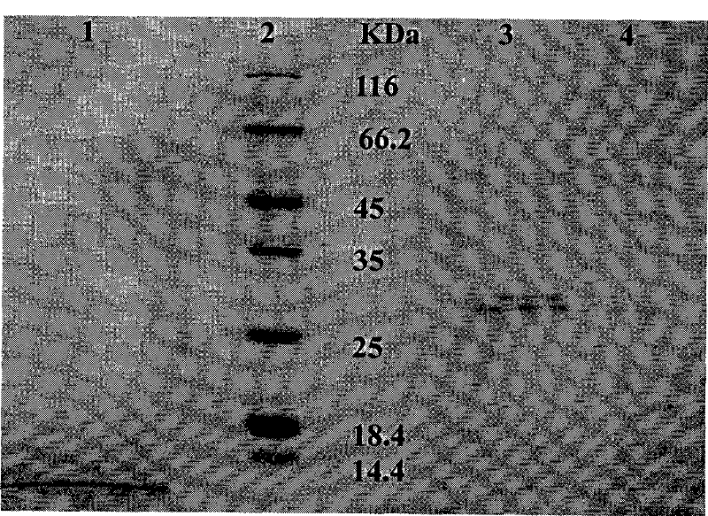 Constitutive acidic incision cellulase high-yield strain