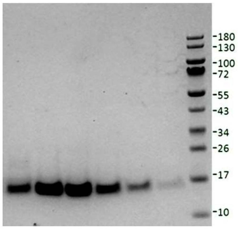 Nerve growth factor mutants