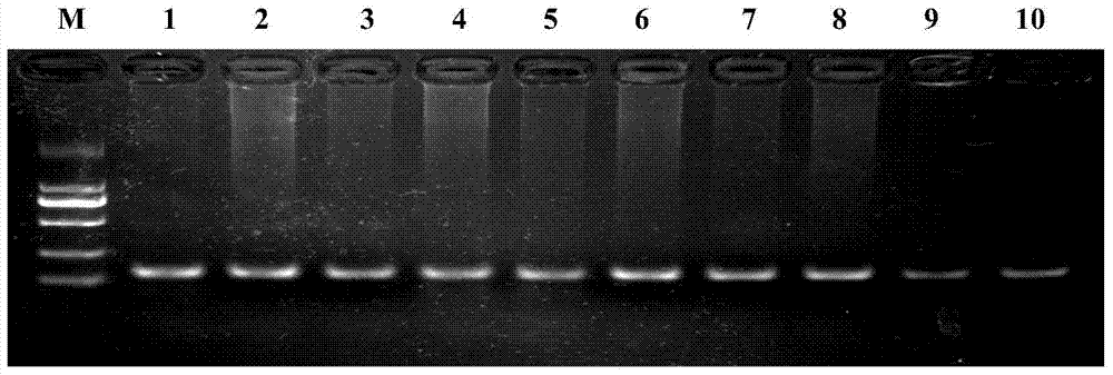 A molecular marker method for predicting and identifying superovulation traits in sheep and its molecular marker primers