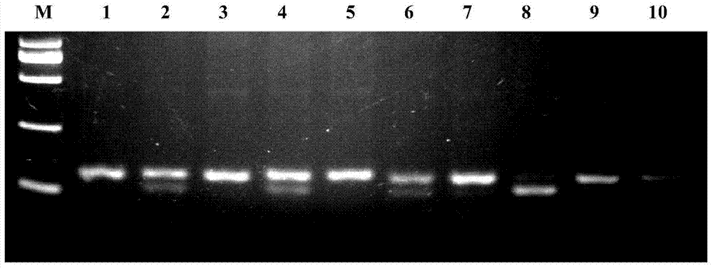 A molecular marker method for predicting and identifying superovulation traits in sheep and its molecular marker primers