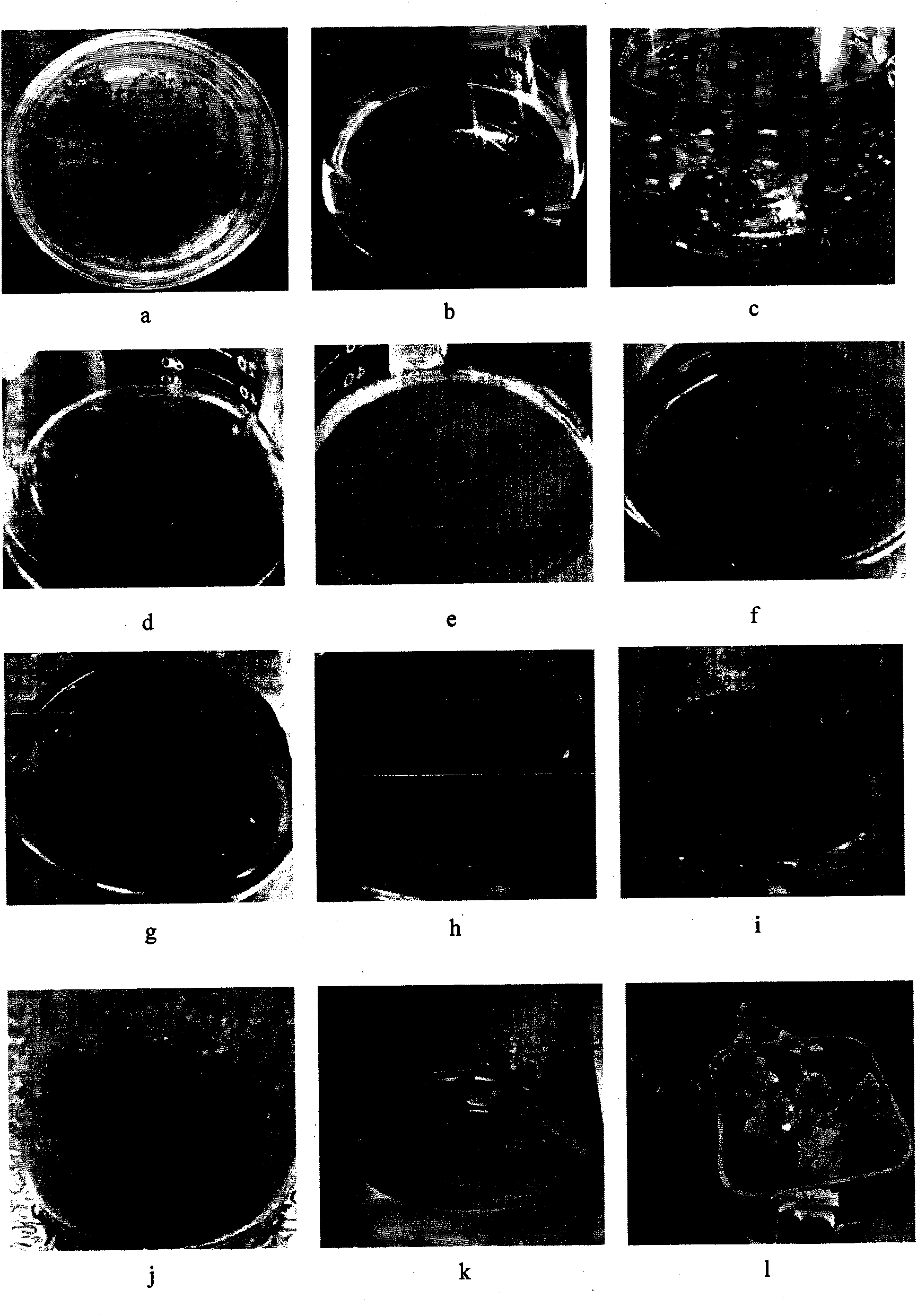 Method of sonatic embryo generation and plant regeneration of aleuritopteris argentea