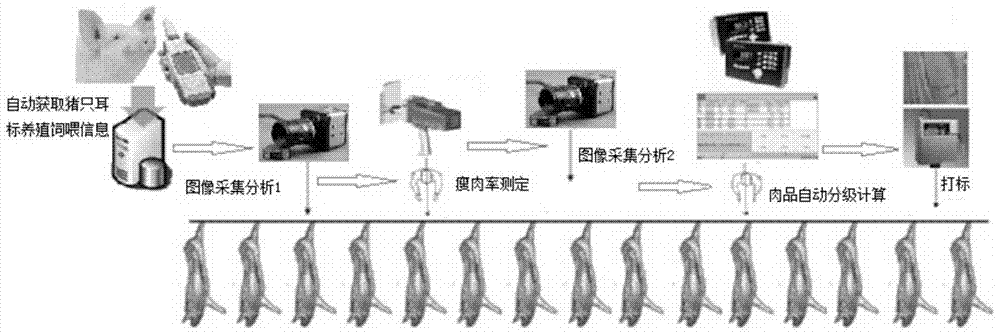 A Multivariate, Fine and Intelligent Carcass Meat Grading Method on Automatic Pig Slaughtering Line