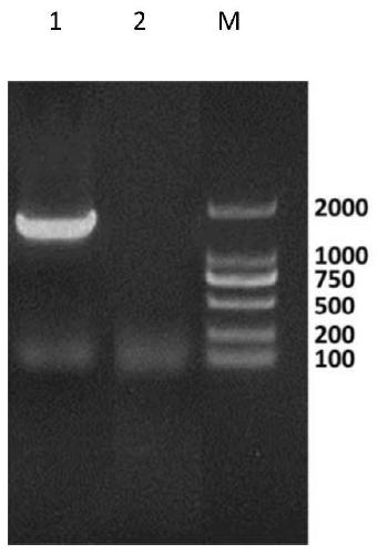 Porcine circovirus II virus strain and application thereof