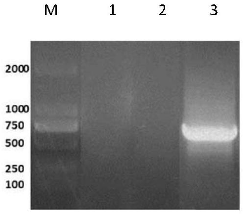 Porcine circovirus II virus strain and application thereof