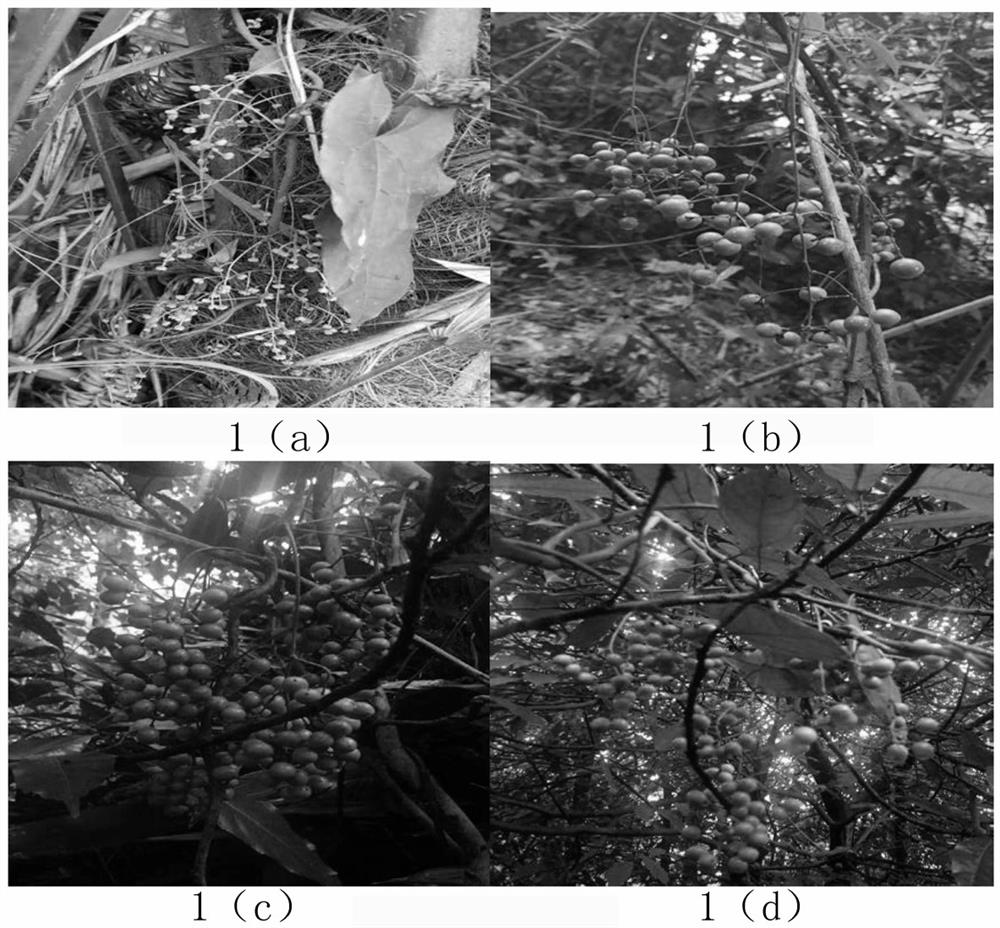 A kind of method for cultivating virus-free seedlings of olive oleracea female plants