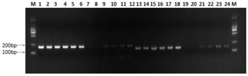 A method for accurately detecting the homogeneity degree of chloroplast transformation