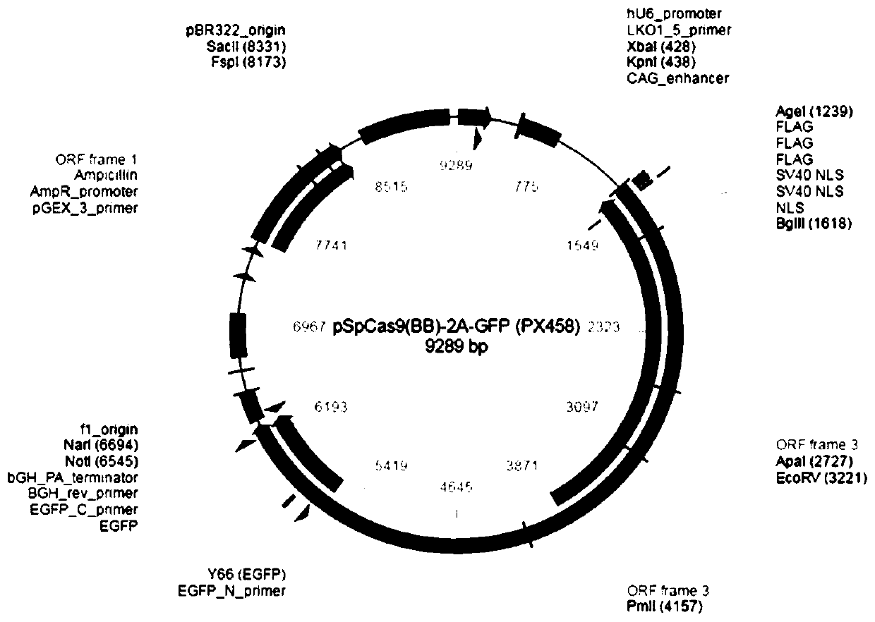 A vector for site-directed mutation of mstn and simultaneous site-directed integration of pparγ