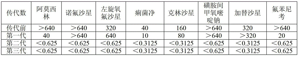 Method for screening traditional Chinese medicines influencing drug resistance of escherichia coil generating ESBLs (extended spectyum beta lactamase)