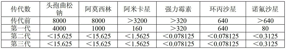 Method for screening traditional Chinese medicines influencing drug resistance of escherichia coil generating ESBLs (extended spectyum beta lactamase)