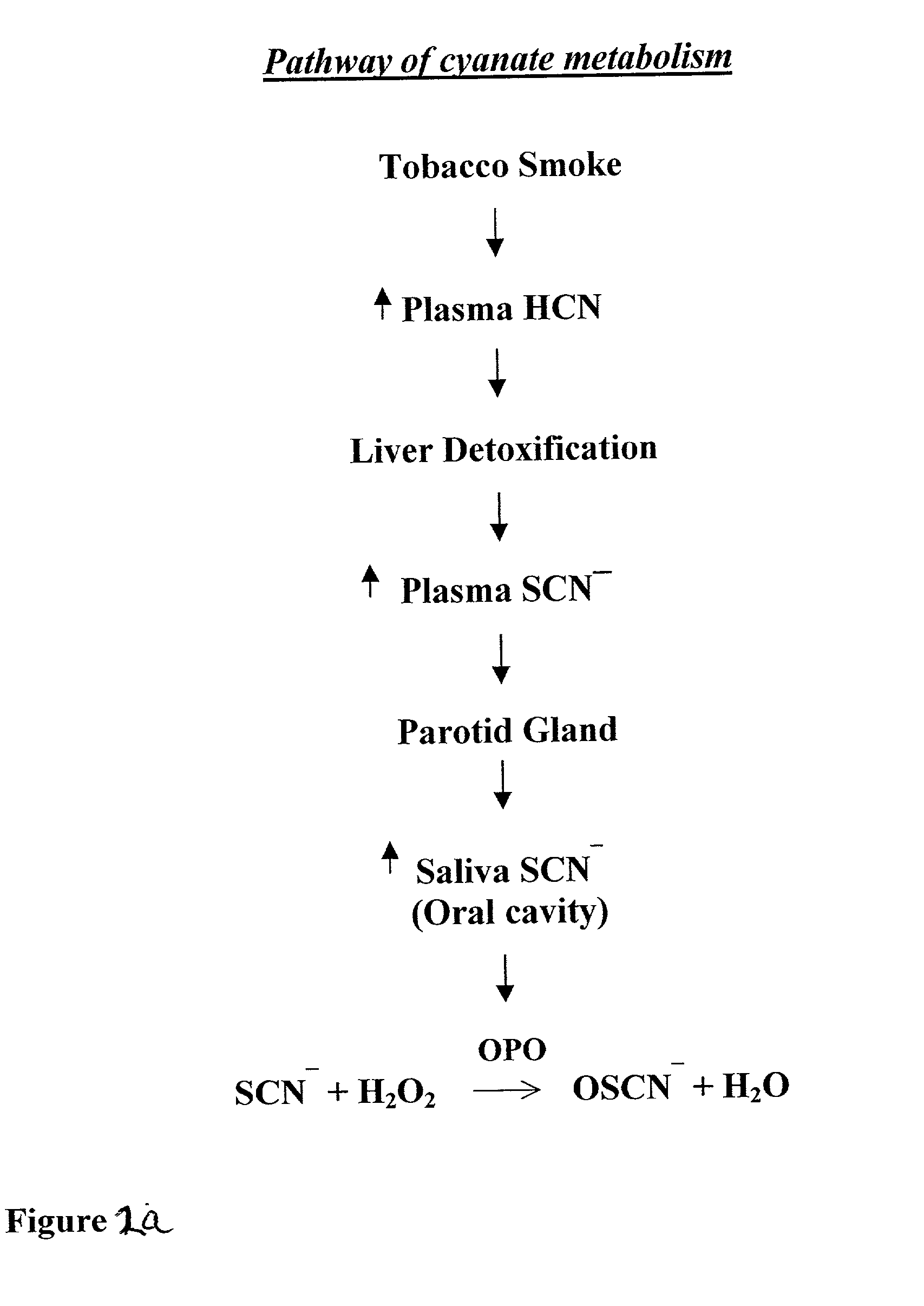 Methods, pharmaceutical compositions, oral compositions,filters and tobacco products for preventing or reducing tobacco smoke-associated injury in the aerodigestive tract of a subject