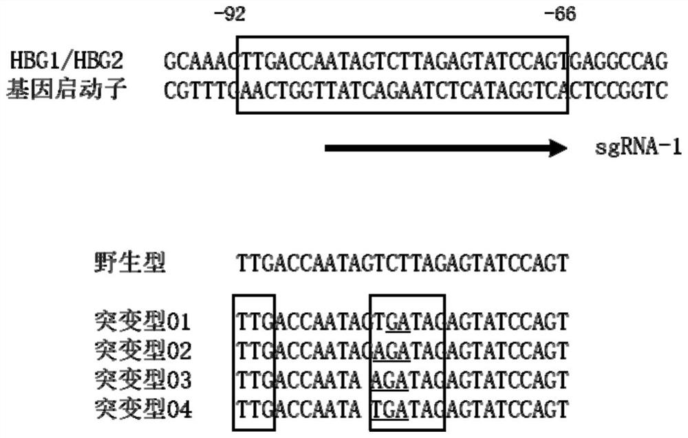 Methods and compositions for activating gamma-globin gene expression