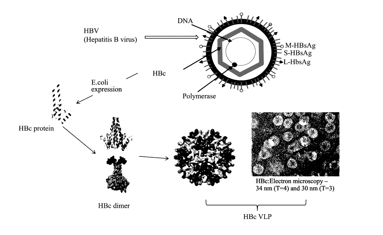 Method for enhancing immunogenicity of epitope peptide of HPV antigen, virus-like particle, and method for preparing HPV vaccine