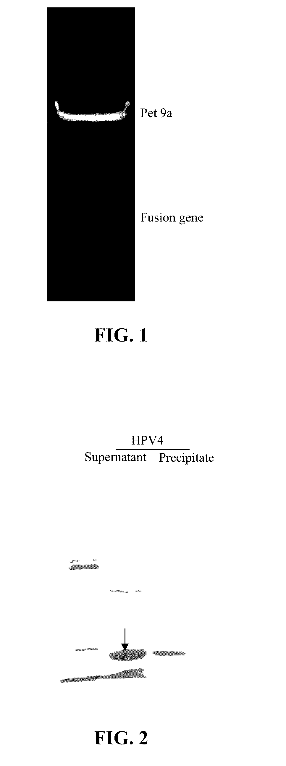 Method for enhancing immunogenicity of epitope peptide of HPV antigen, virus-like particle, and method for preparing HPV vaccine