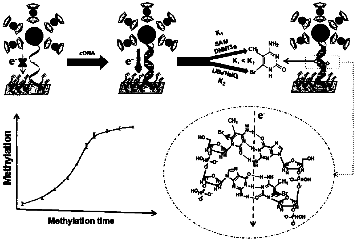 A kind of dna methylation real-time detection method and its application