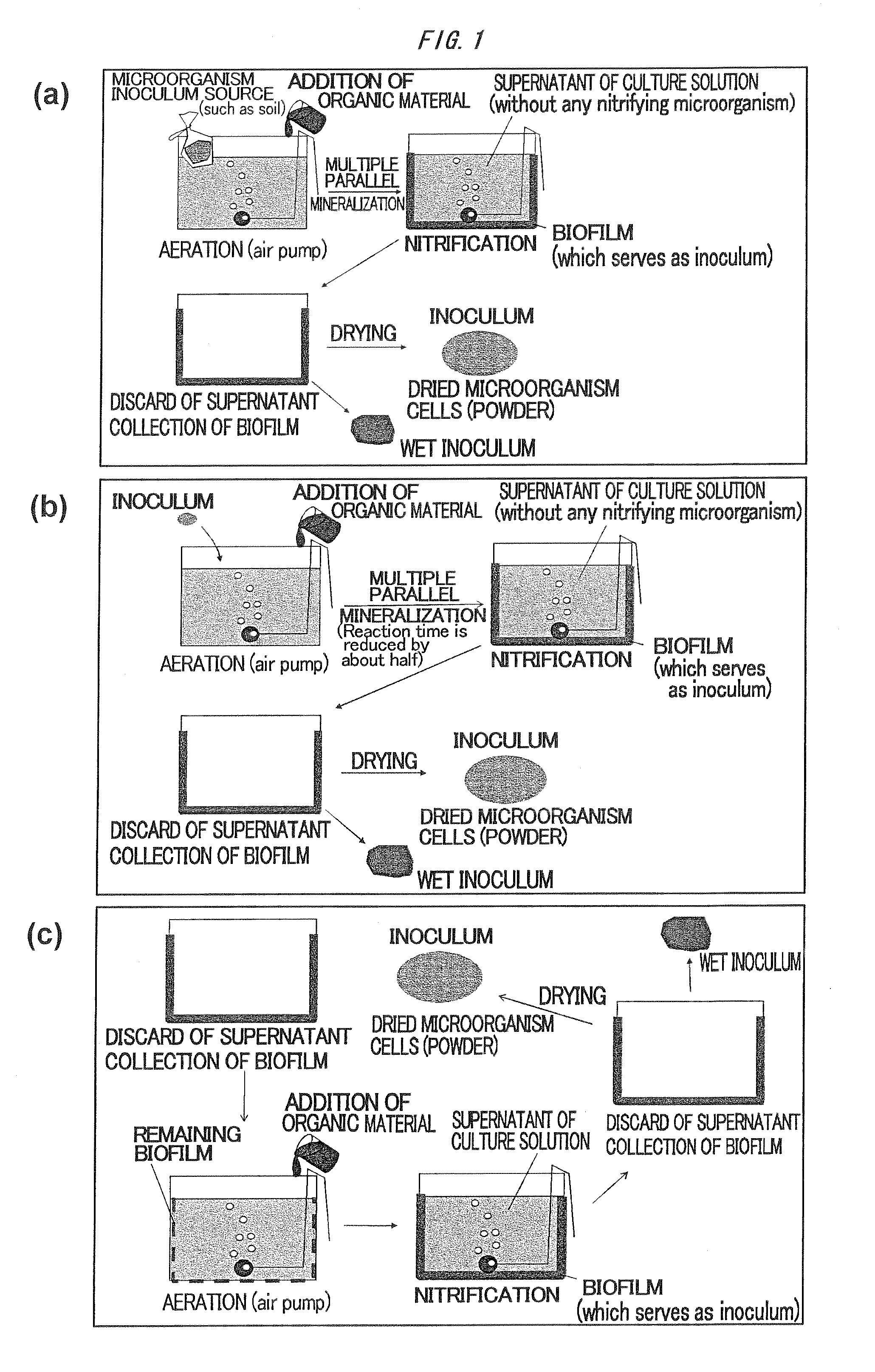 Method for production of inoculum of microorganisms optimized as catalyst for multiple parallel mineralization