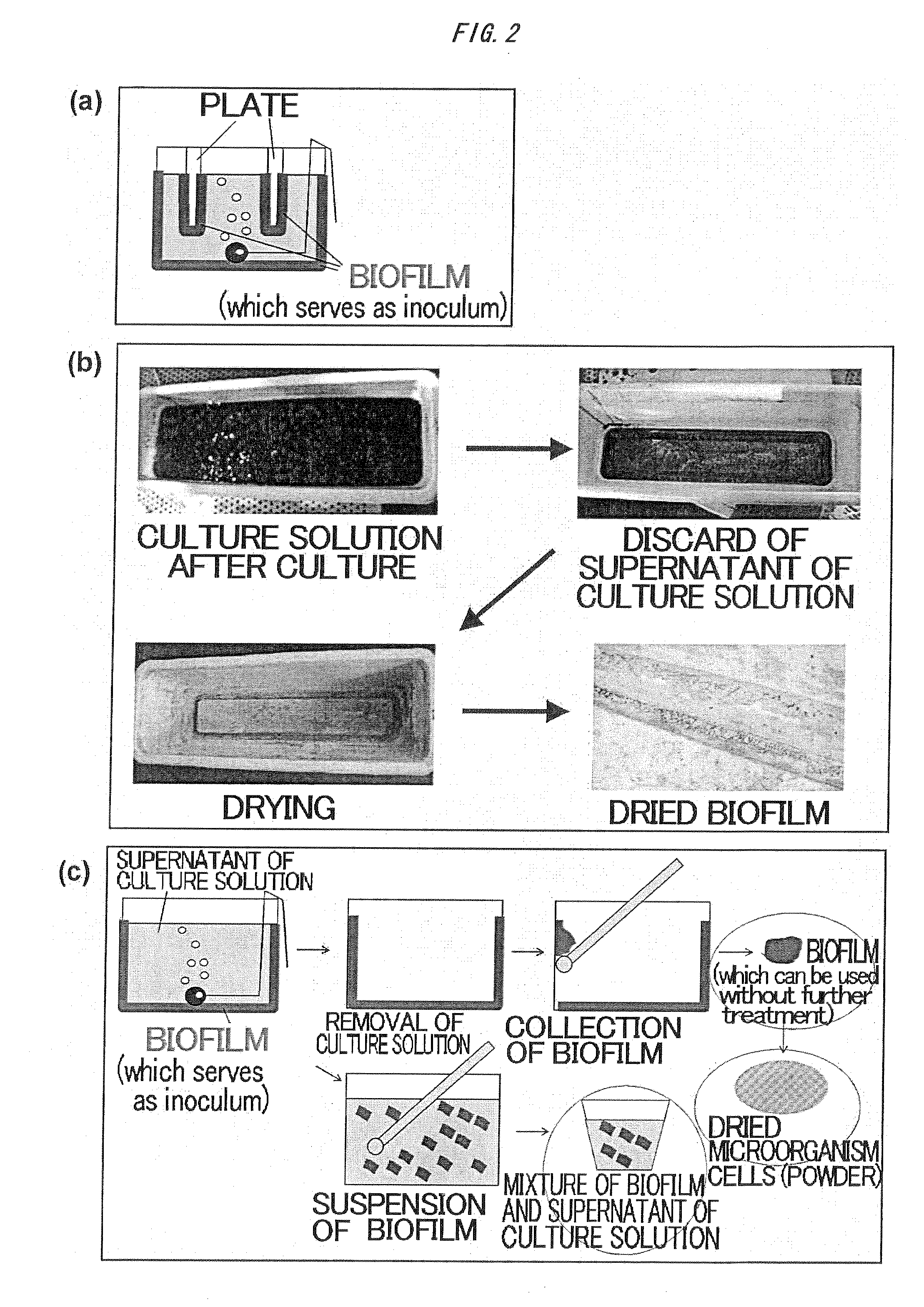 Method for production of inoculum of microorganisms optimized as catalyst for multiple parallel mineralization