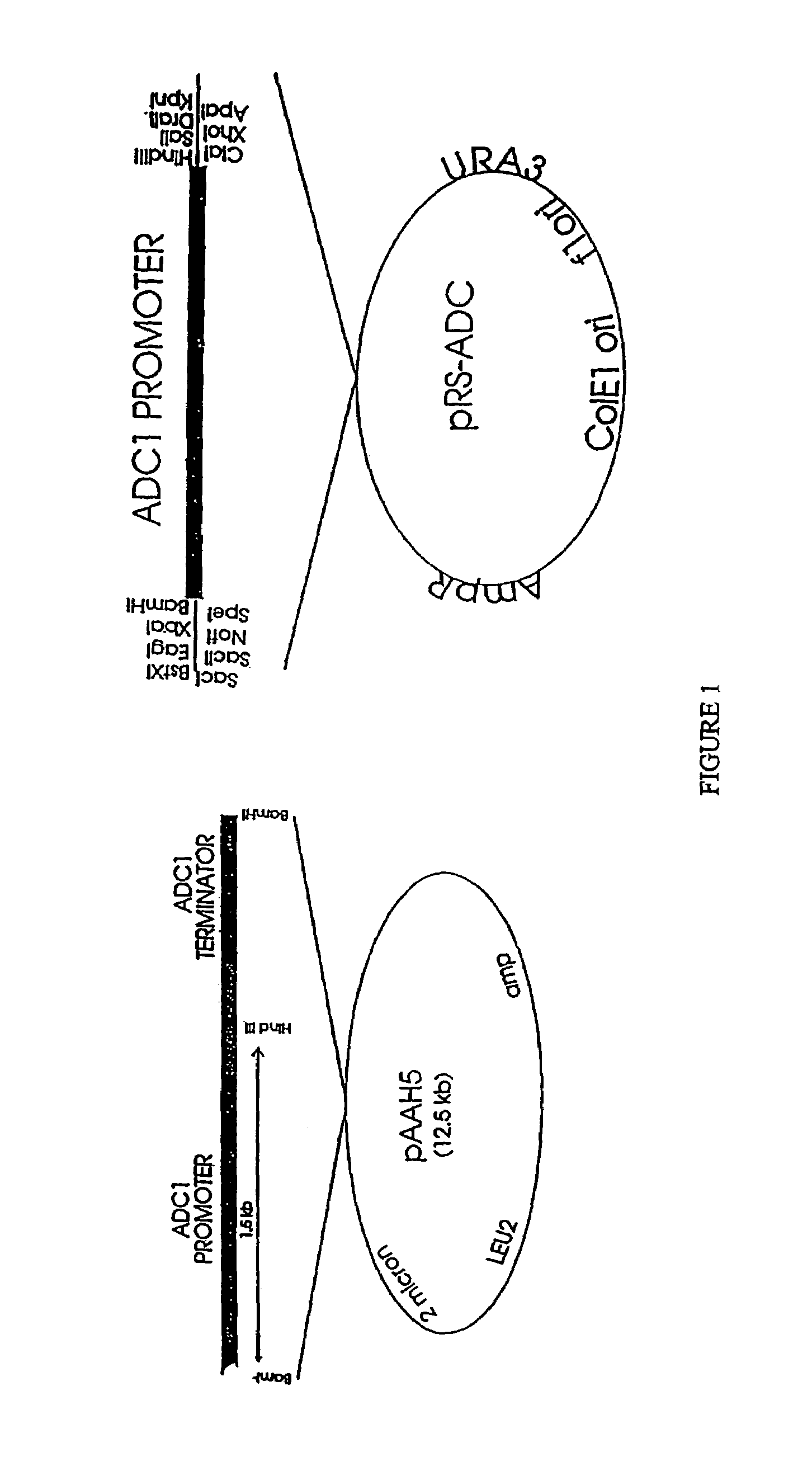 Methods and compositions for identifying receptor effectors