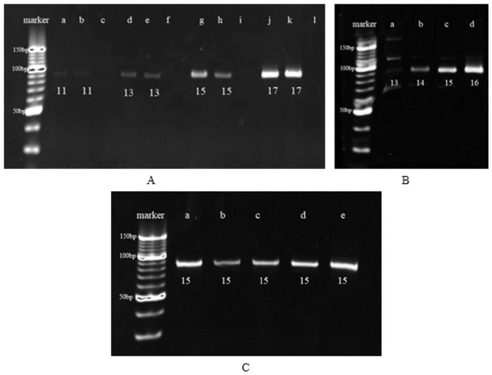 Aptamer for specific recognition of amantadine and its application