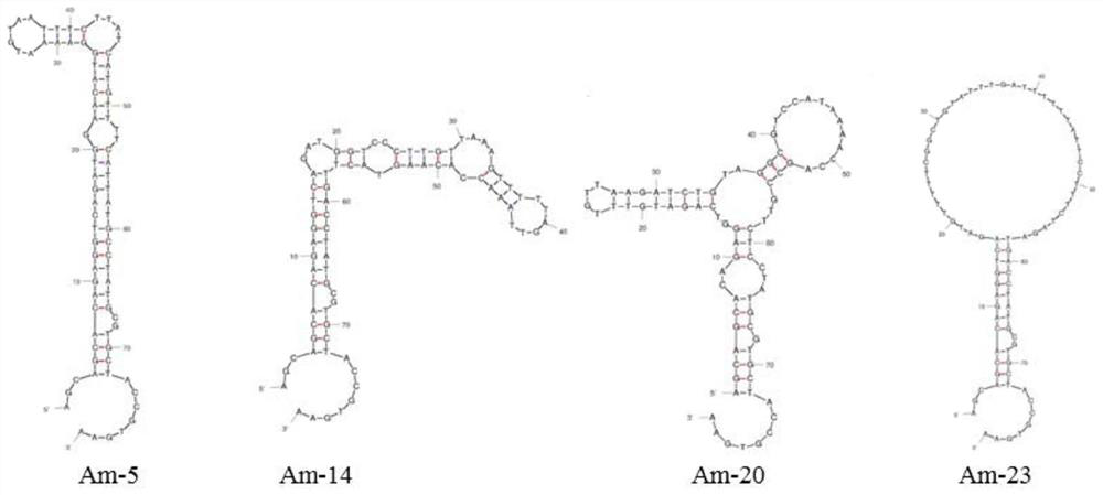 Aptamer for specific recognition of amantadine and its application
