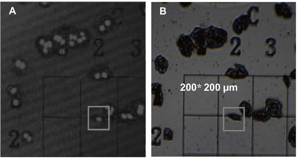 Addressable sample plate and application thereof in single cell microscopic imaging