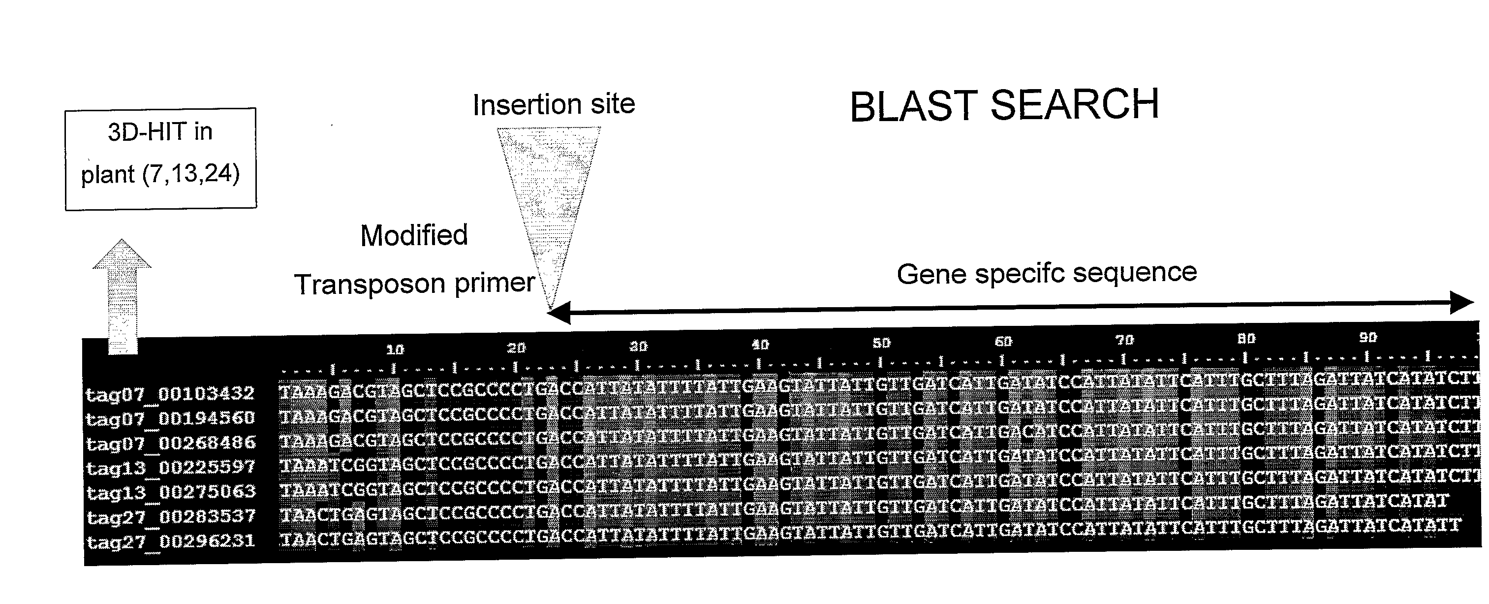 Method for the High Throughput Screening of Transposon Tagging Populations and Massive Parallel Sequence Identification of Insertion Sites