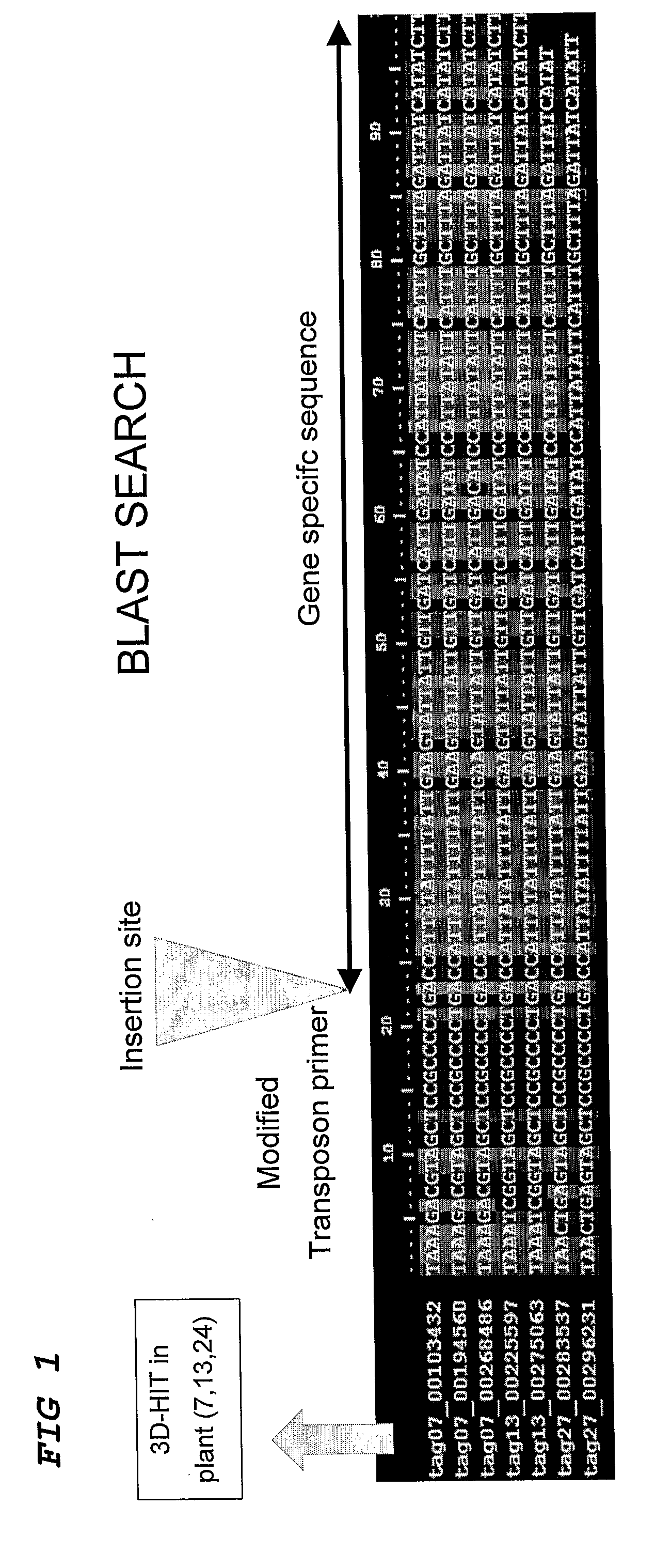 Method for the High Throughput Screening of Transposon Tagging Populations and Massive Parallel Sequence Identification of Insertion Sites
