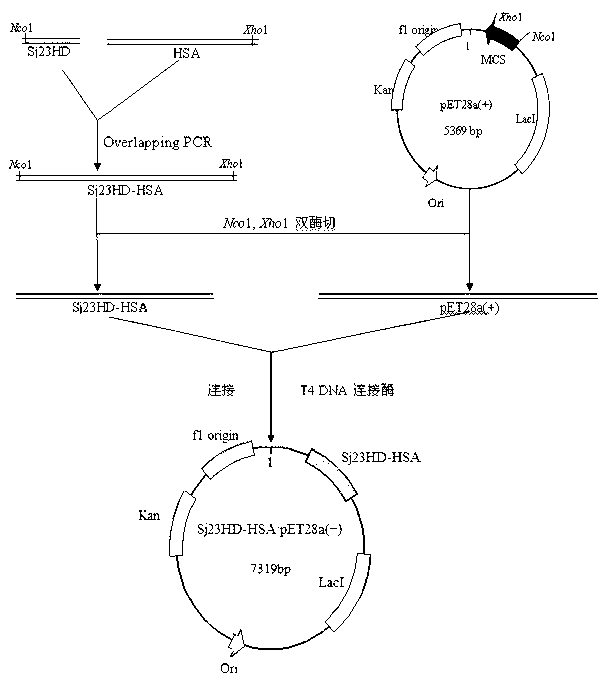 Schistosoma japonicum 23kDa membrane protein big hydrophilic peptide segment fusion protein and application thereof in schistosome infection immune diagnosis