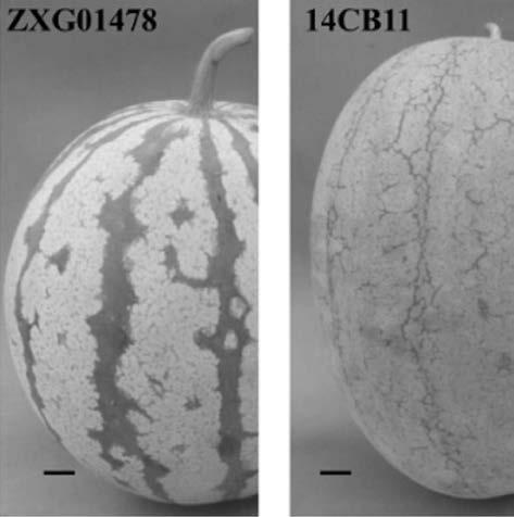 A kind of indel molecular marker and its primer and application for identifying watermelon peel texture characteristics